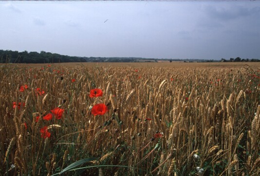 Cornfield Poppies